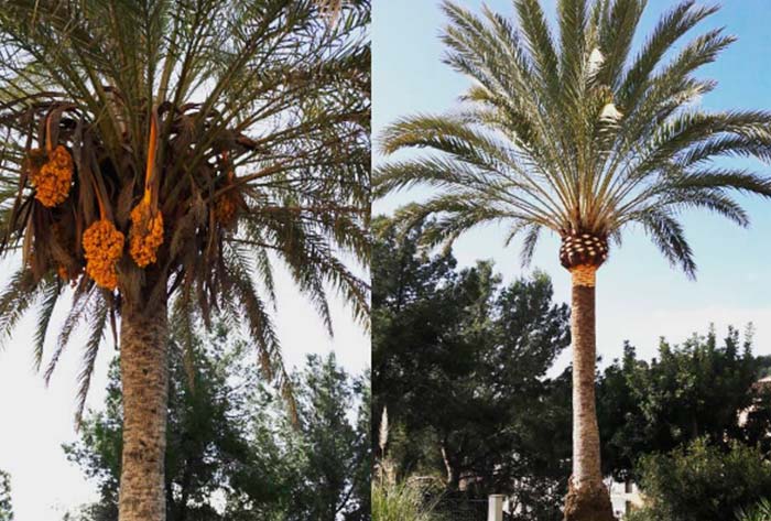 Tala y poda de palmeras en Mallorca